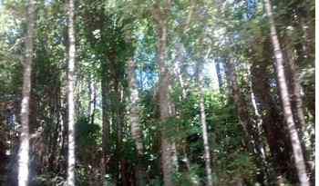 bosques araucania