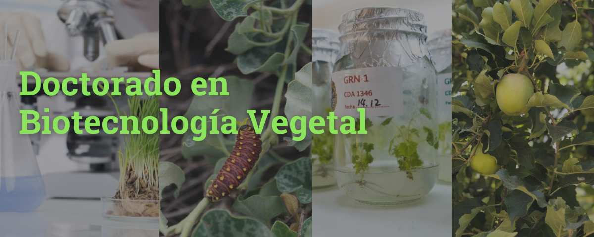 Doctorado en Biotecnología Vegetal